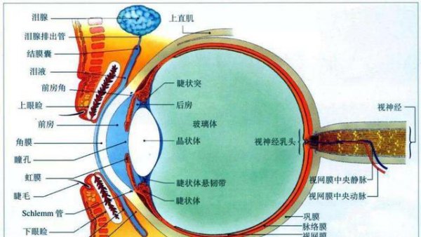 世界上什么动物不眨眼睛