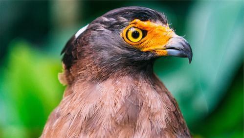 世界上什么动物不眨眼睛