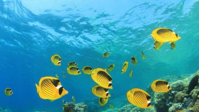 长江鱼会不会流进大海 入海口的淡水鱼到海里能活吗