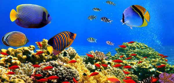 长江鱼会不会流进大海