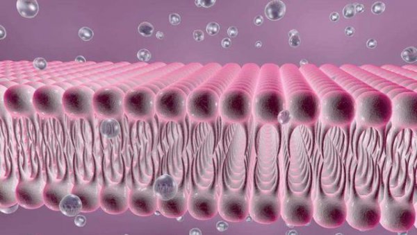 长江鱼会不会流进大海