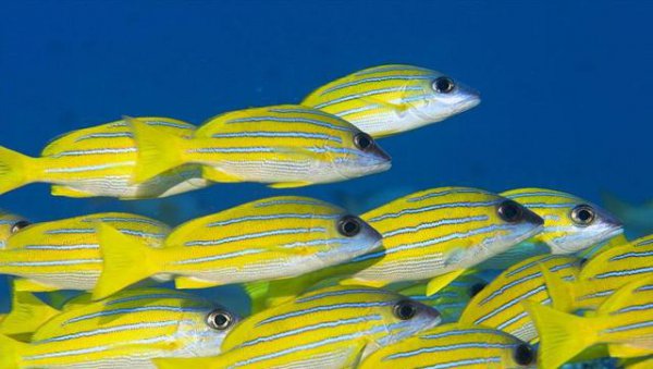 长江鱼会不会流进大海