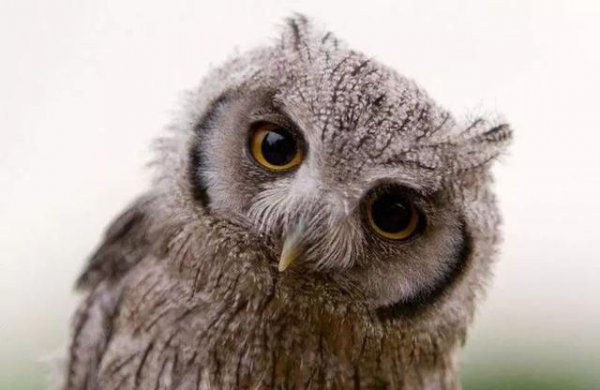 有哪些令人震惊的冷知识