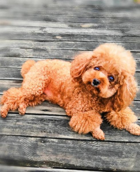 养泰迪是一种什么体验