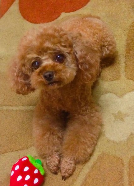 养泰迪是一种什么体验