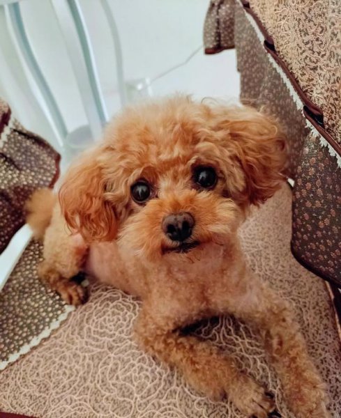 养泰迪是一种什么体验