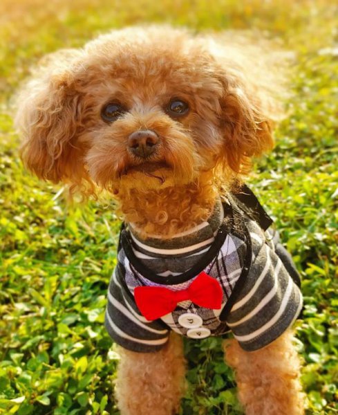 养泰迪是一种什么体验