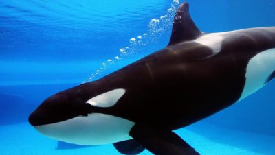 钢铁潜艇为什么会被水压扁 潜艇外壳压扁还能下潜吗