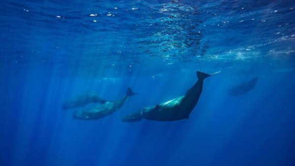 钢铁潜艇为什么会被水压扁