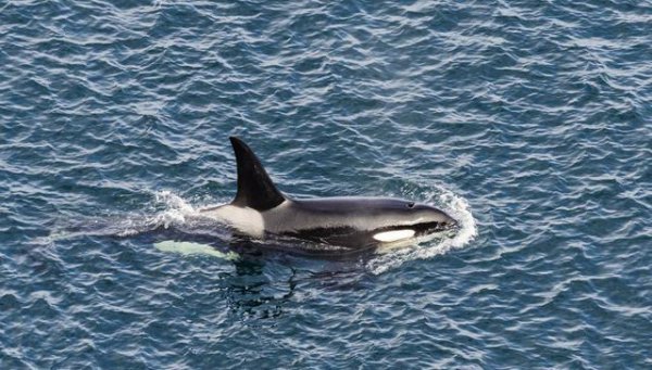 钢铁潜艇为什么会被水压扁