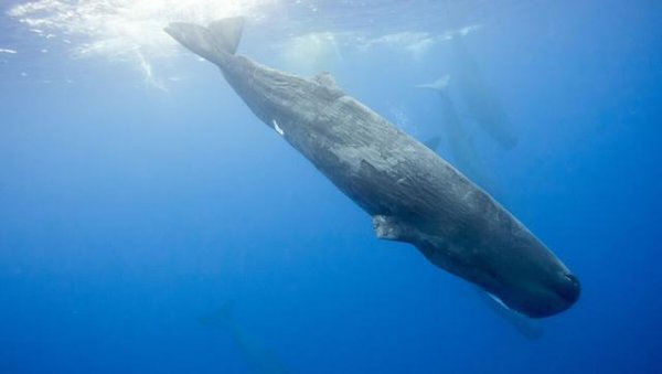 钢铁潜艇为什么会被水压扁