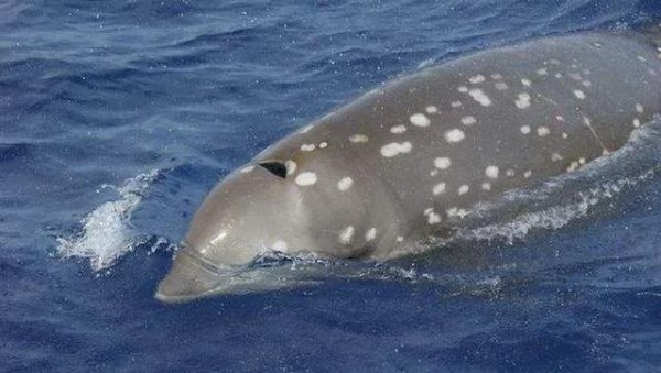 钢铁潜艇为什么会被水压扁