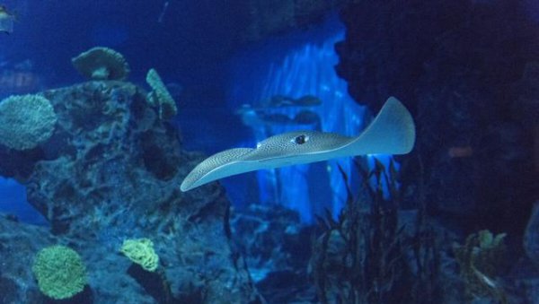 钢铁潜艇为什么会被水压扁