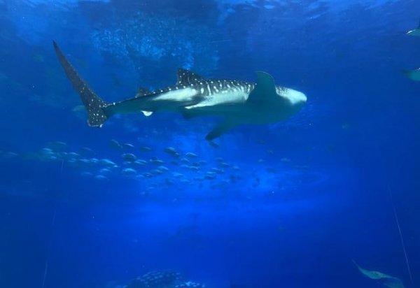 钢铁潜艇为什么会被水压扁