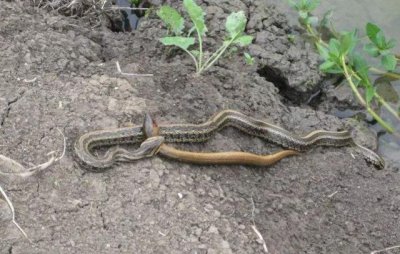 黄鳝是蛇的天敌吗 蛇怕黄鳝是什么原因