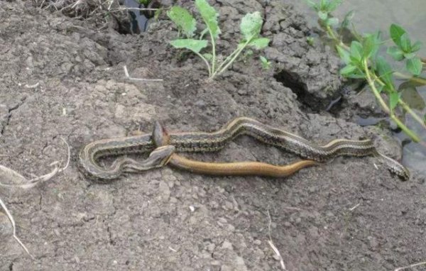 黄鳝是蛇的天敌吗