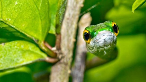 黄鳝是蛇的天敌吗