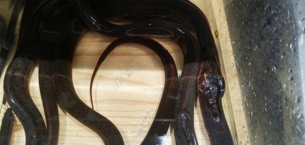 黄鳝是蛇的天敌吗