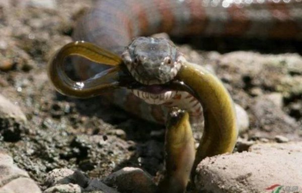 黄鳝是蛇的天敌吗