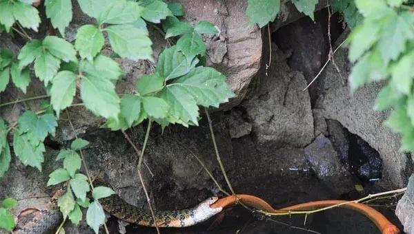 黄鳝是蛇的天敌吗