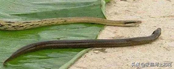 黄鳝是蛇的天敌吗