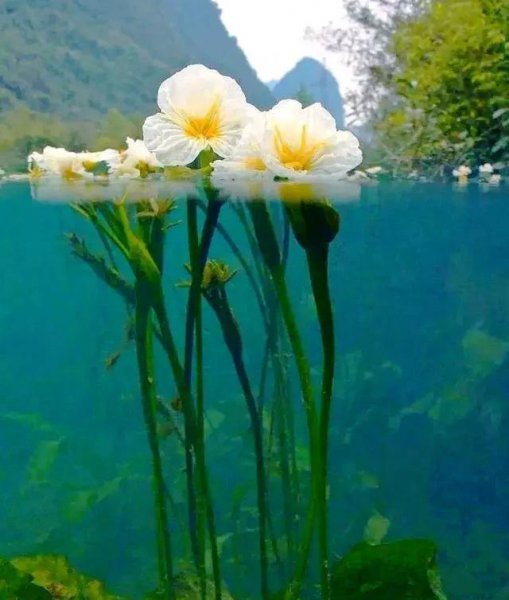 水性杨花是什么意思解释