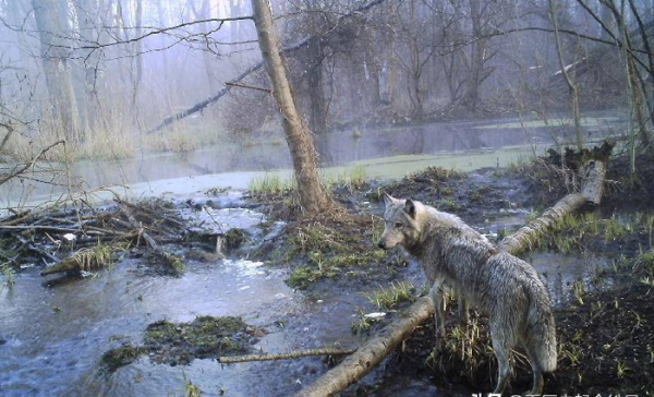 镭的发现者是谁