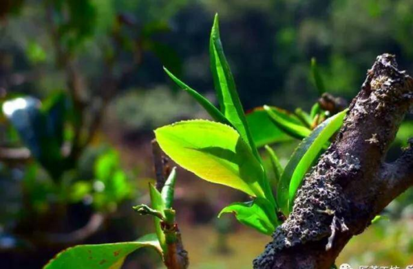 无极之外复无极也什么意思