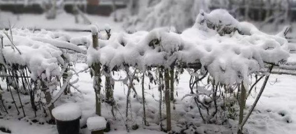 1816无夏之年中国记载