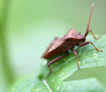 放屁虫喷到皮肤怎么办 被打屁虫喷了怎样处理