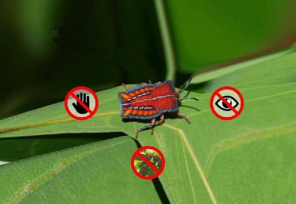 放屁虫喷到皮肤怎么办