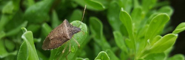 放屁虫喷到皮肤怎么办