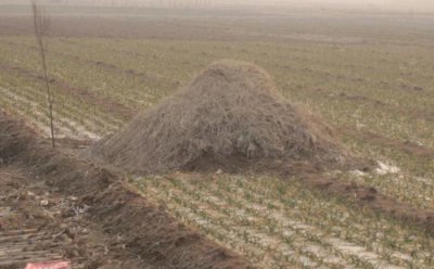 怎么判断祖坟有问题 怎么看自家祖坟风水出没出问题