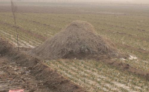 怎么判断祖坟有问题