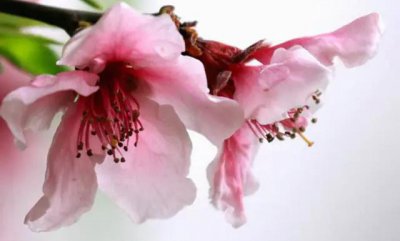 4个生肖女能嫁有钱男人 一辈子能嫁入豪门生肖女