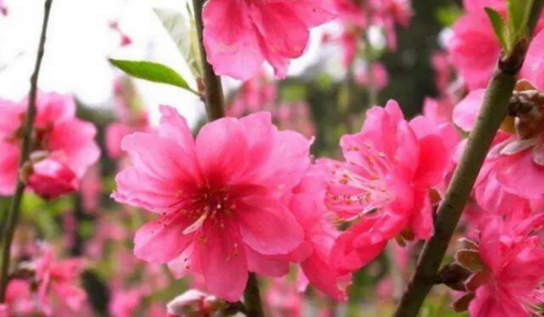 4个生肖女能嫁有钱男人