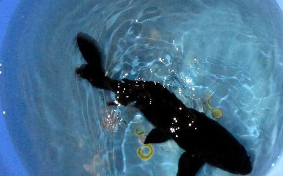 家庭鱼缸里为啥要养一条黑色的鱼