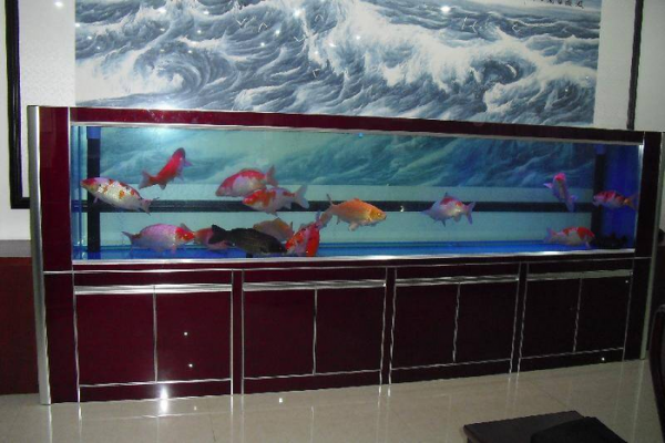 家庭鱼缸里为啥要养一条黑色的鱼