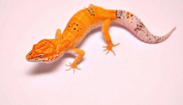 守宫砂原理是真的吗