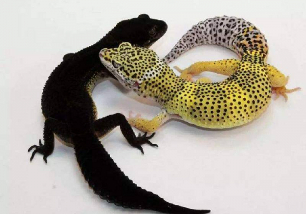 守宫砂原理是真的吗