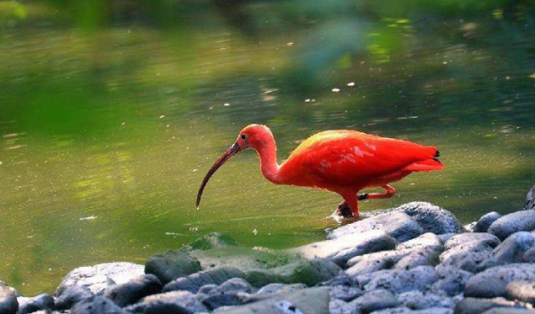 守宫砂原理是真的吗