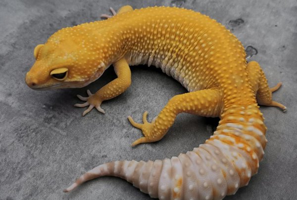 古代守宫砂是什么原理