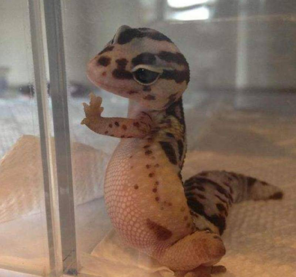 古代守宫砂是什么原理