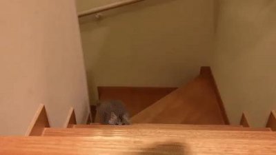 千万不要养戴白手套的猫 戴白手套的猫为什么不好