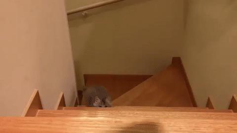 千万不要养戴白手套的猫