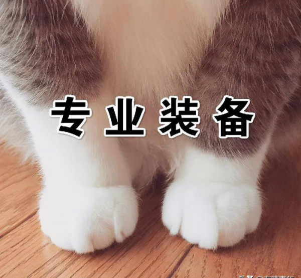 千万不要养戴白手套的猫