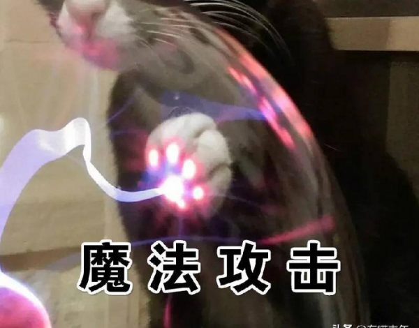 千万不要养戴白手套的猫