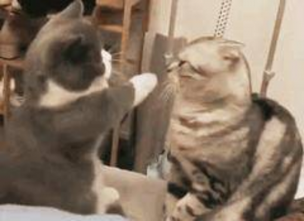 千万不要养戴白手套的猫