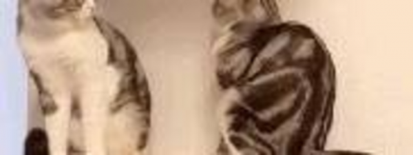 千万不要养戴白手套的猫