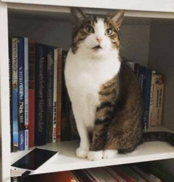 千万不要养戴白手套的猫